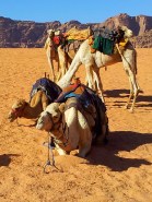 Dromedari e smartphone